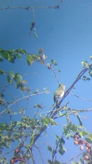 Vireo flavoviridis