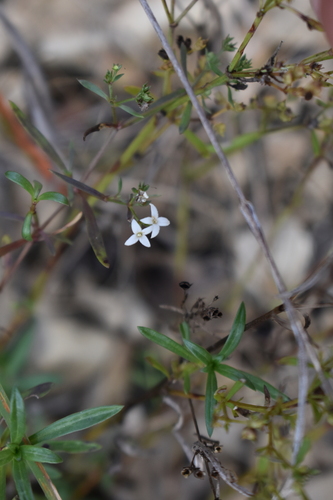 Stenaria nigricans
