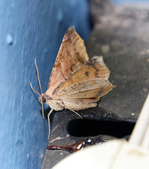 Antepione thisoaria