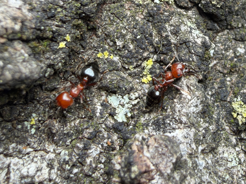 Shiny Acrobat Ant