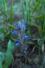 Phelipanche caesia