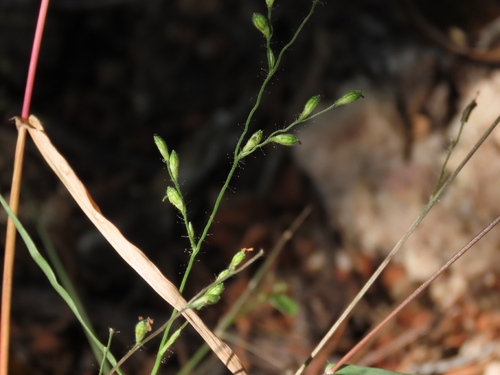 Urochloa arizonica, 2026-10-25