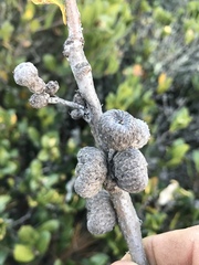 Quercus parvula parvula