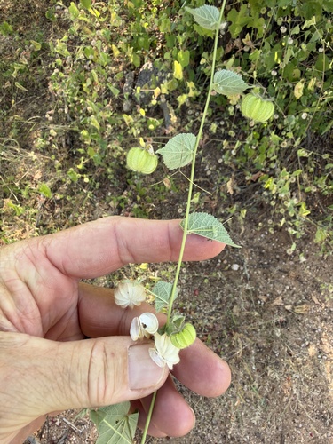 Herissantia crispa observed 2026-10-25