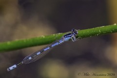 Enallagma recurvatum