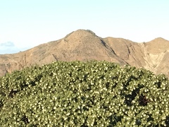 Quercus parvula parvula