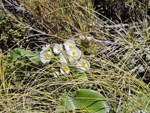 Ranunculus lyallii observed 2026-10-25