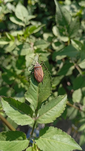 Largus sculptilis