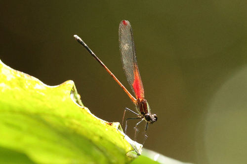 Red-striped Rubyspot