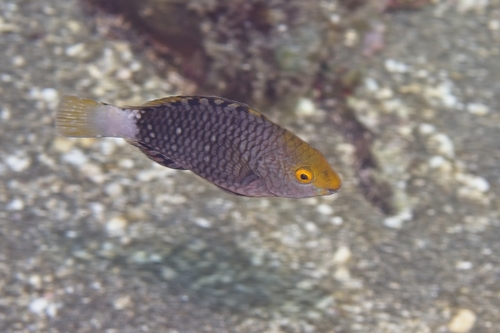 Scarus prasiognathos observed 2026-10-18