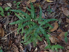 Lygodium volubile