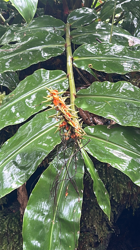 Hedychium observed 2026-10-25