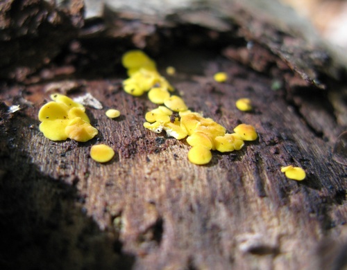Calycina citrina, 2026-10-25