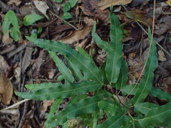 Lygodium volubile