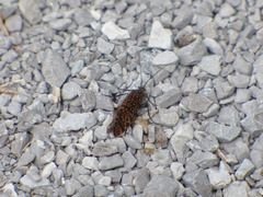 Oligostomis pardalis