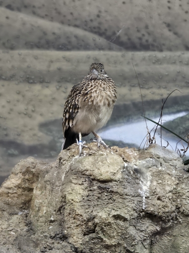 Greater Roadrunner