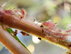 Macrosiphum gaurae