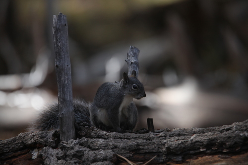 Sciurus griseus, 2026-10-24