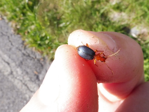 Brachinus