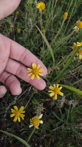 Spilanthes observed 2026-10-25
