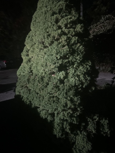 Picea glauca observed 2026-10-25