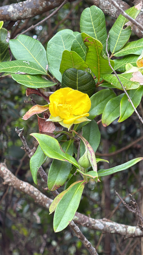 Hibbertia scandens observed 2026-10-26