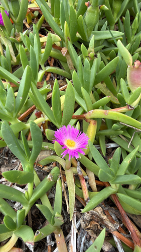 Carpobrotus glaucescens observed 2026-10-26