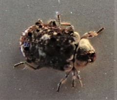 Trichodesma cristata