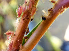 Macrosiphum gaurae