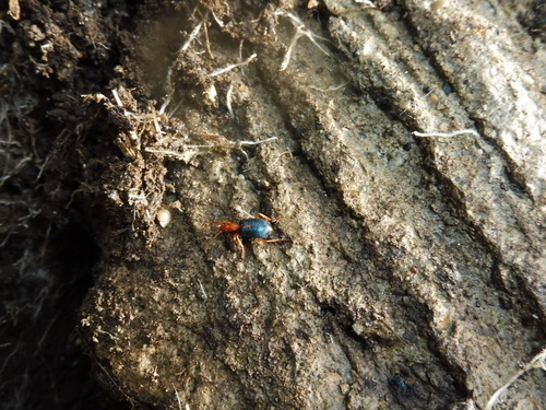 Brachinus sclopeta