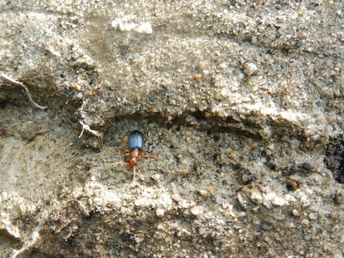 Brachinus