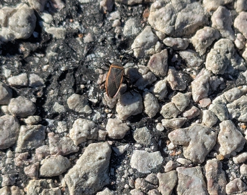 Eastern Bordered Plant Bug