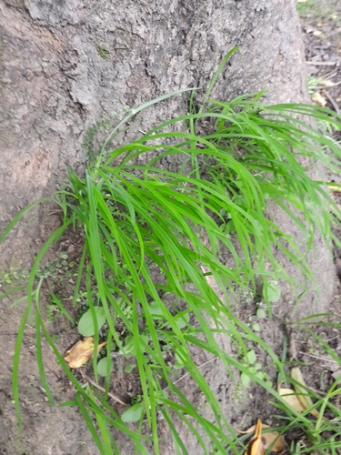Arthropodium candidum observed 2026-10-25