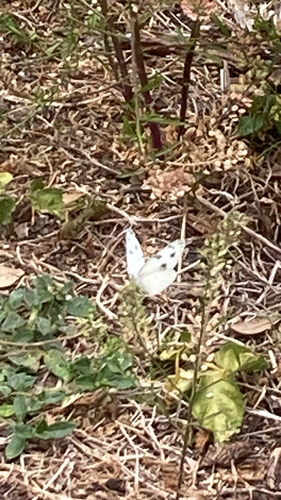 Checkered White