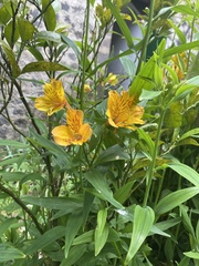 Alstroemeria aurea