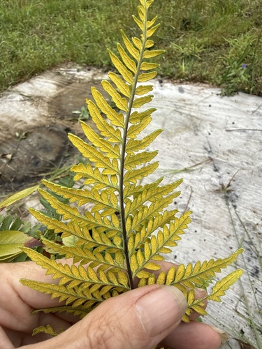Pityrogramma calomelanos observed 2026-10-25