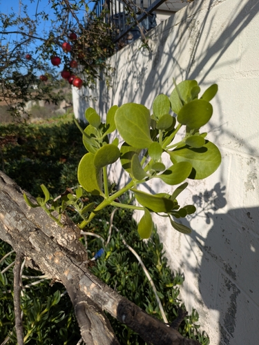broadleaf mistletoe