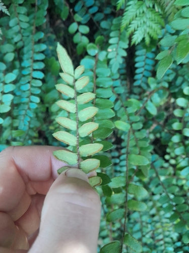 Pellaea rotundifolia observed 2026-10-25