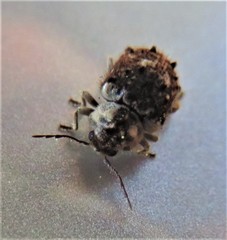 Trichodesma cristata