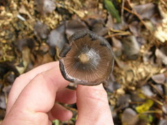 Coprinopsis lagopus