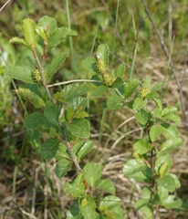 Betula humilis