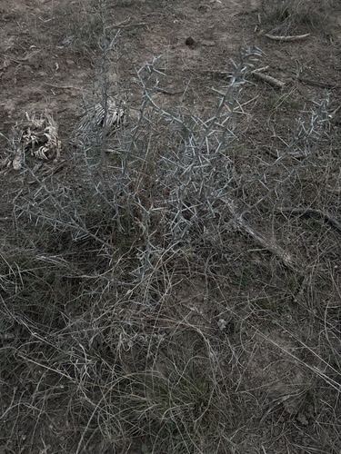 lotebush