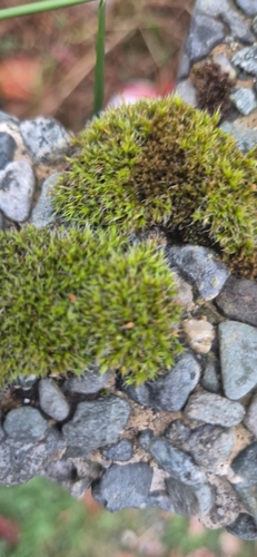 Grey-cushioned Grimmia