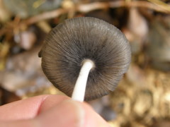 Coprinopsis lagopus