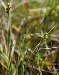 Carex heleonastes