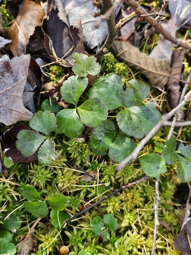 Coptis trifolia, 2026-10-25