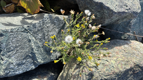 Senecio viscosus observed 2026-10-25