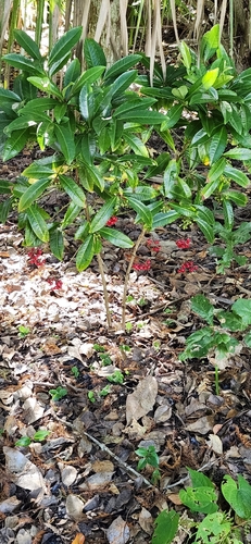 Ardisia crenata observed 2026-10-24