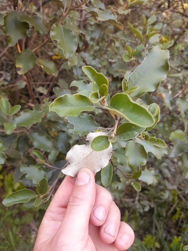 Olearia paniculata observed 2026-10-25