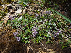 Ceanothus pumilus